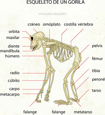 Esqueleto de un gorila